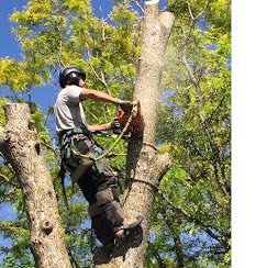 Valley Wide Tree & Landscaping Llc