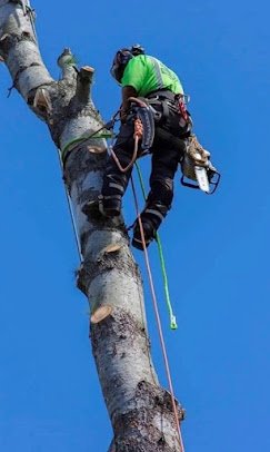 Valley Wide Tree & Landscaping Llc