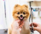 Pet Evolution