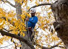 Texas Tree Surgeons