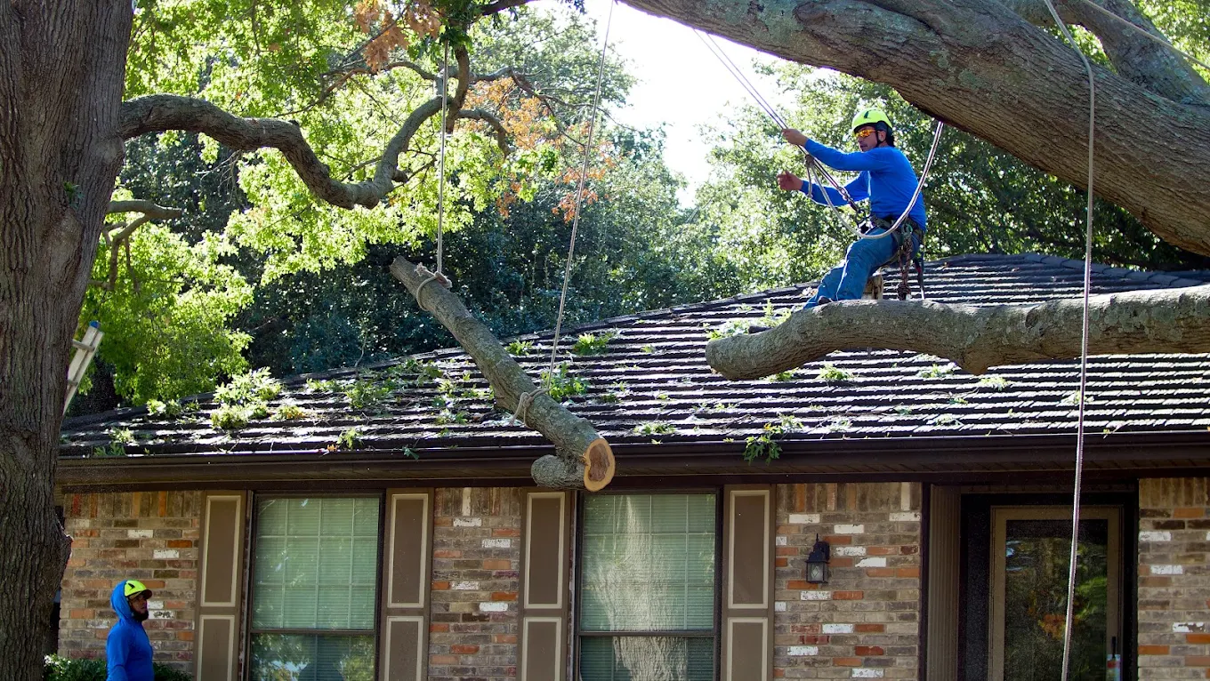 Texas Tree Surgeons