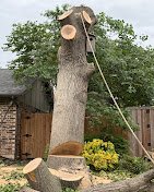 Angel Tree Service