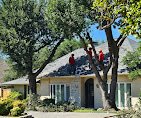 Angel Tree Service