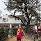 Angel Tree Service