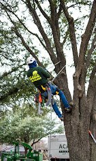 Acadia Tree Care