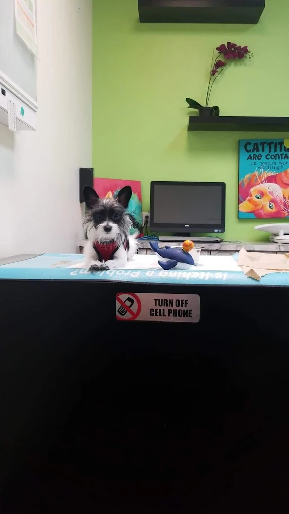 Ontario Spay and Neuter