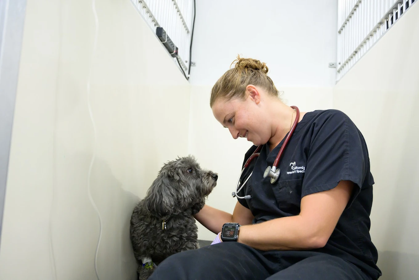 VCA California Veterinary Specialists-Ontario