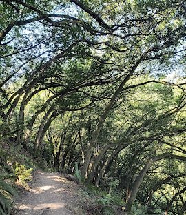 Huckleberry Botanic Regional Preserve