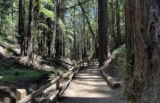 Reinhardt Redwood Regional Park