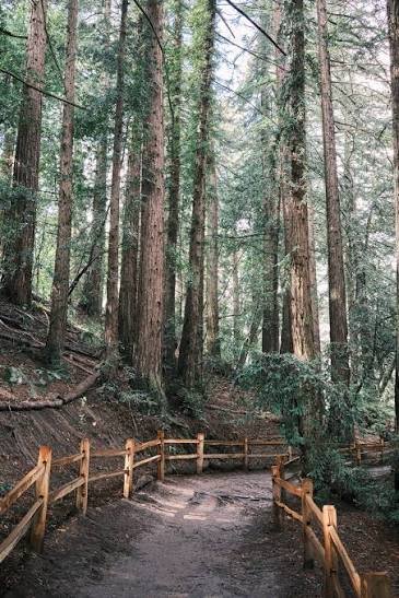 Reinhardt Redwood Regional Park