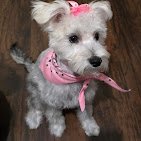 The Dog House Grooming