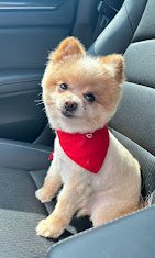 The Dog House Grooming