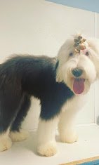A Purr-Fect Dog Grooming & Day Care