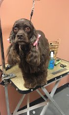 A Purr-Fect Dog Grooming & Day Care