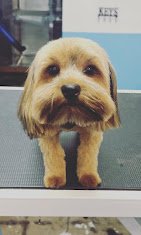 A Purr-Fect Dog Grooming & Day Care