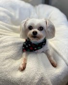 K-9 Cuts Groom & Board