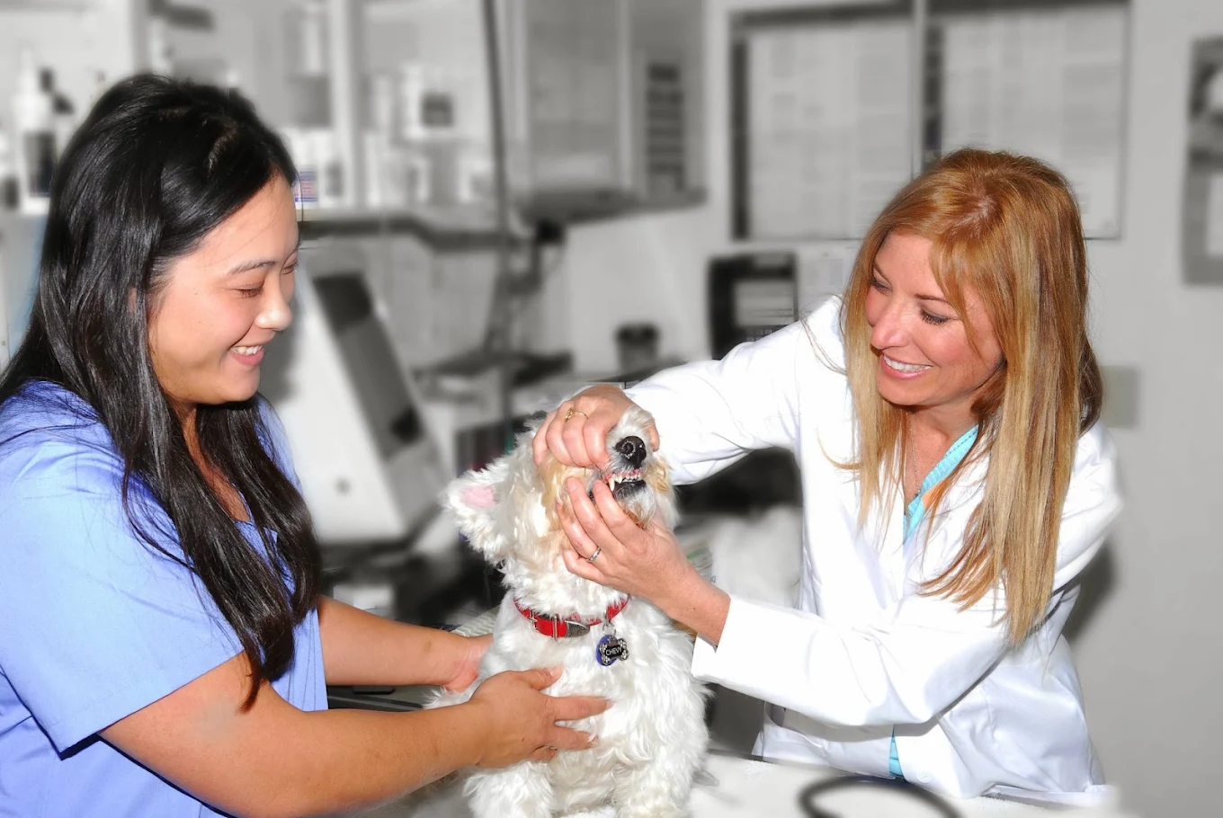 Mariners Mile Pet Clinic