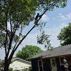 Bladi's Tree Service