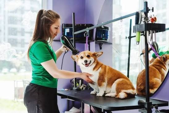 Healthy Pet Hospital and Grooming