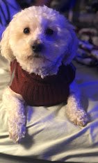 Doggie Do's Spa