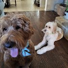 Doggie Do's Spa
