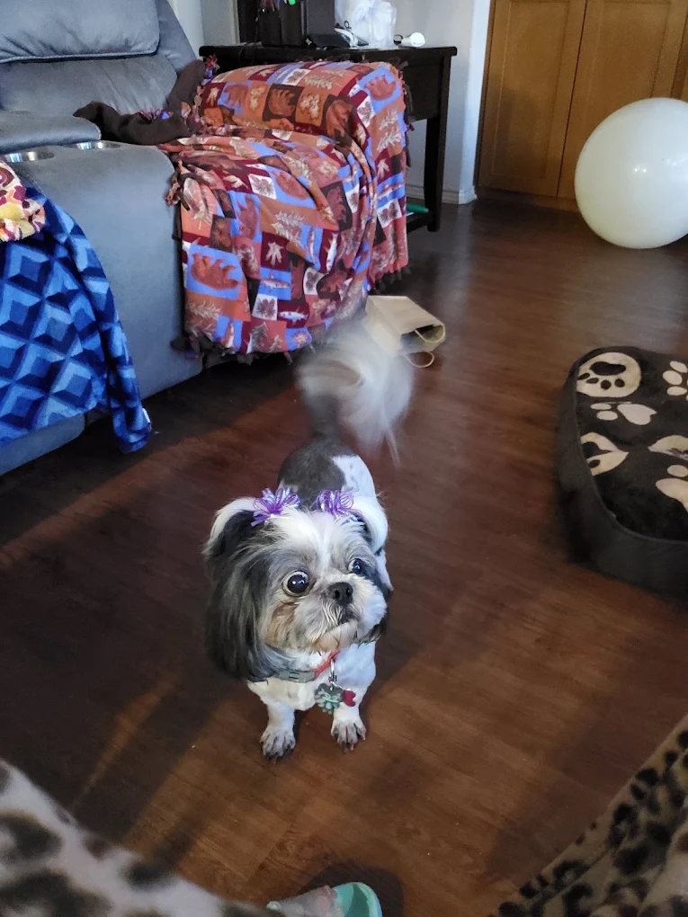 Petco Grooming