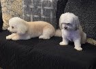 Petco Grooming