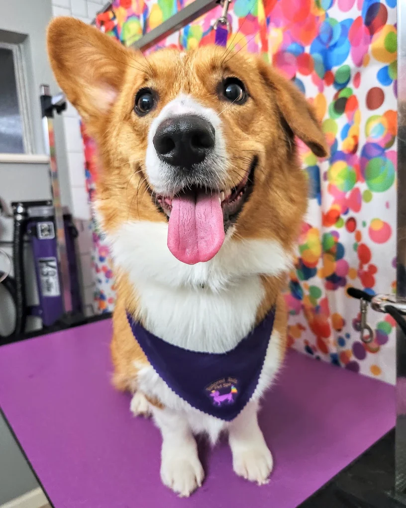 Tailored Tails Pet Spa