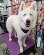 Tailored Tails Pet Spa
