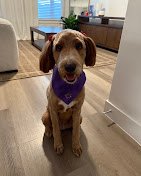 Tailored Tails Pet Spa