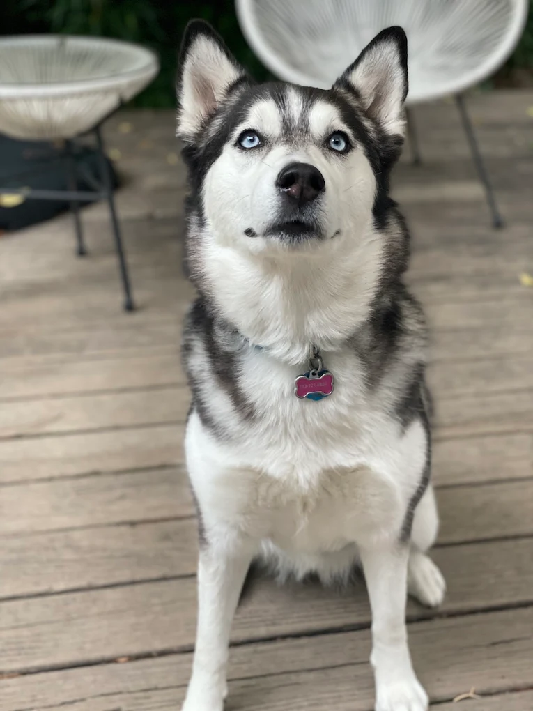 Beyond the Dog, LLC
