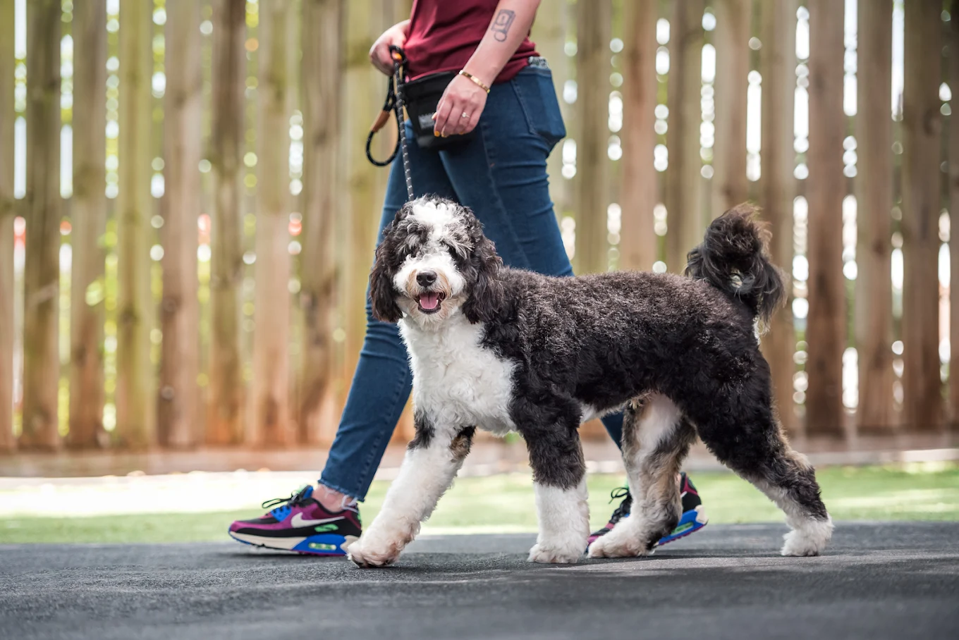 Revival Dog Training