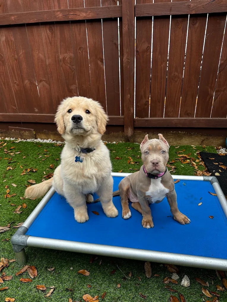Revival Dog Training