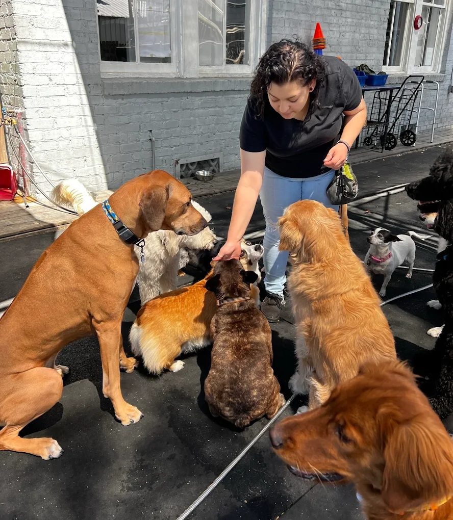 Revival Dog Training