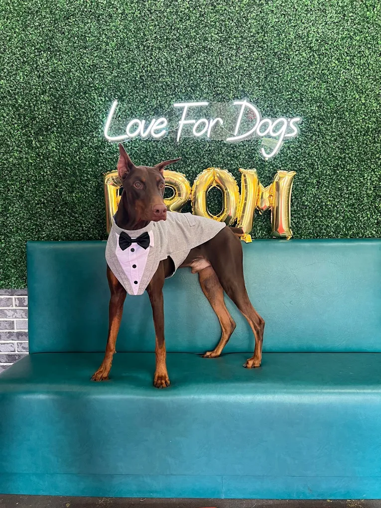 Love For Dogs