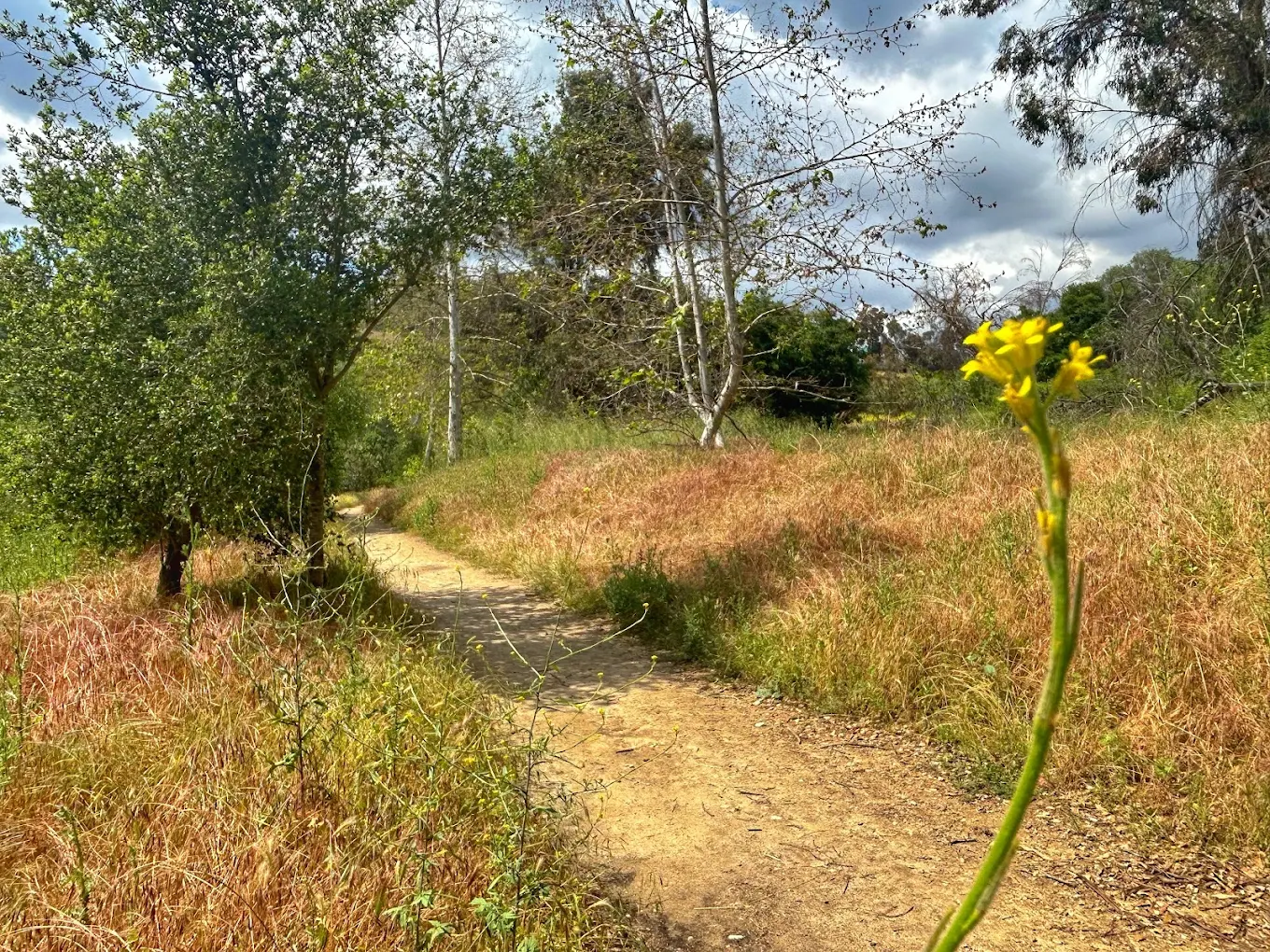 Lower Arroyo Park
