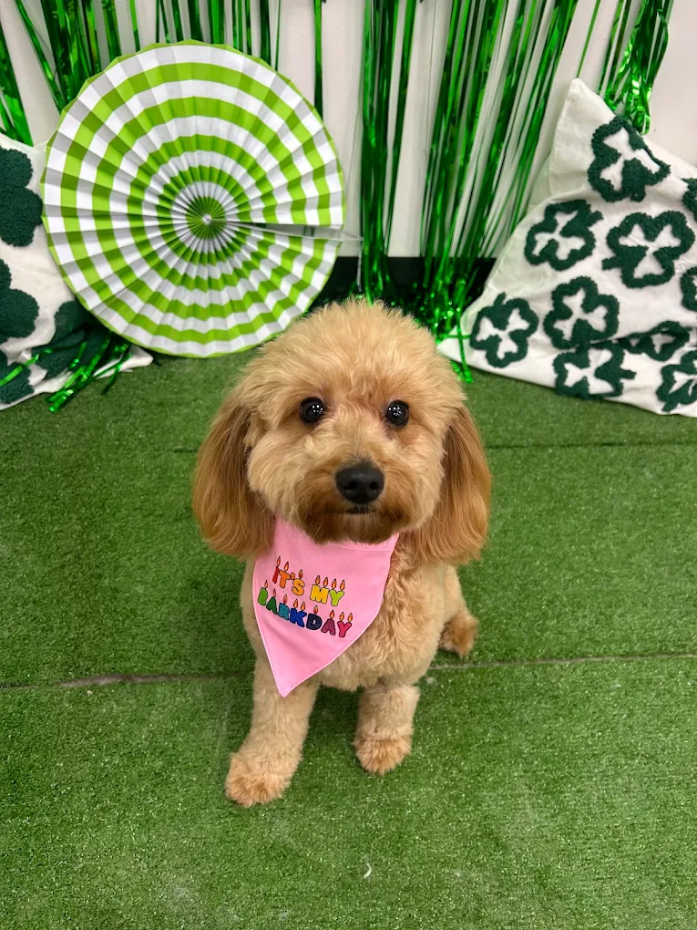 Woof Gang Bakery & Grooming Heights