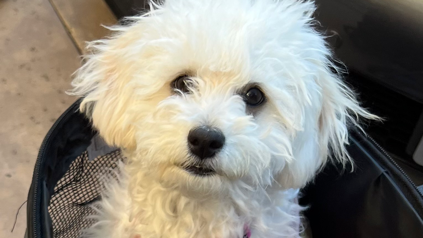DFW Pet Sitting Services, Inc.