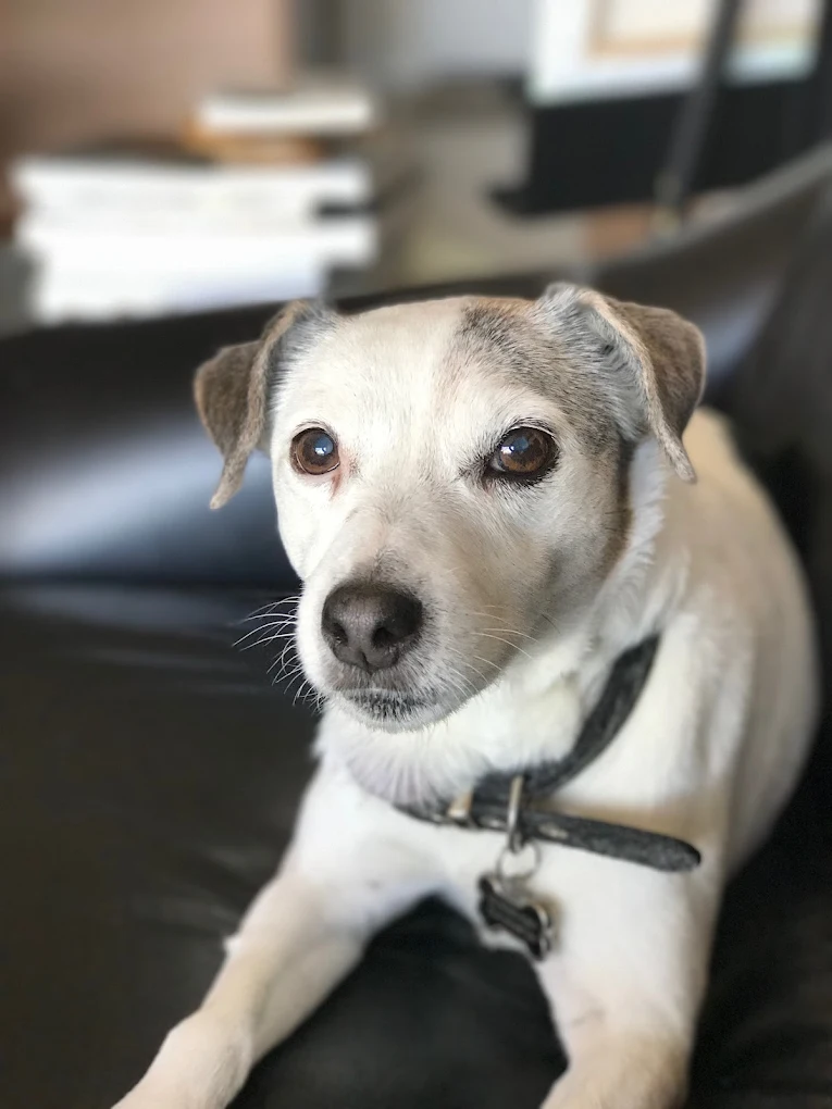 DFW Pet Sitting Services, Inc.