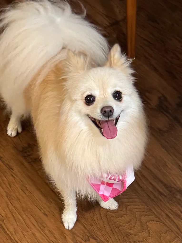 DFW Pet Sitting Services, Inc.