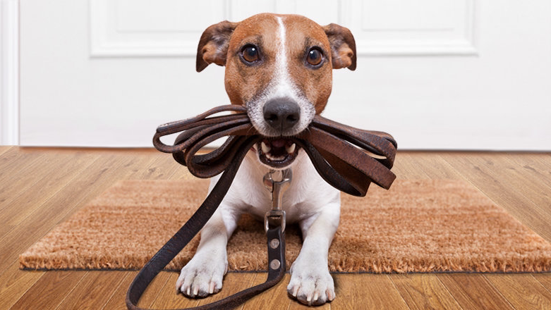 The Pawfessionals Dog Walkers & Pet Sitters