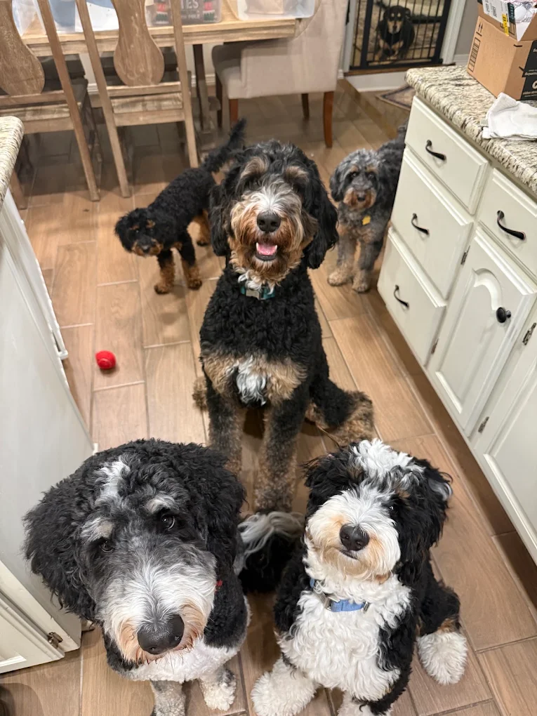 The Pawfessionals Dog Walkers & Pet Sitters