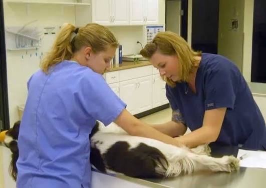Pasadena Pets Veterinary Hospital