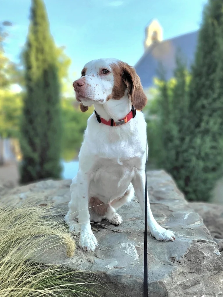 The Paw Bud