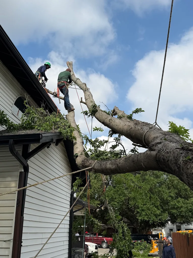 Tactical Tree Operations