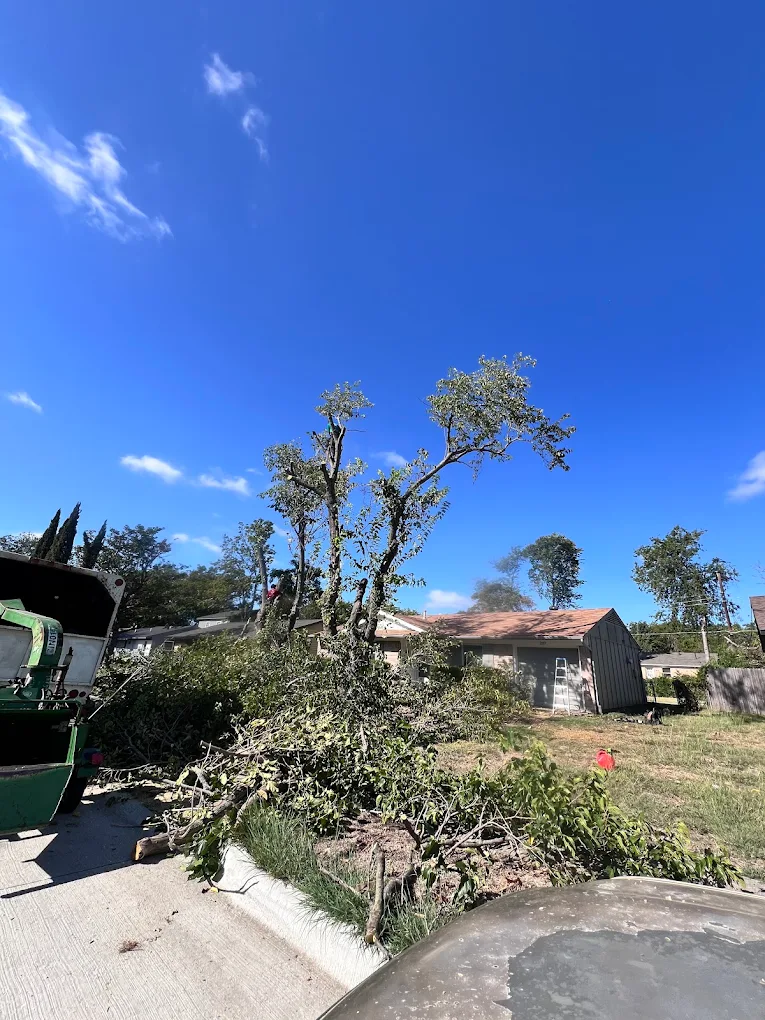 Jose'S Tree Service Co