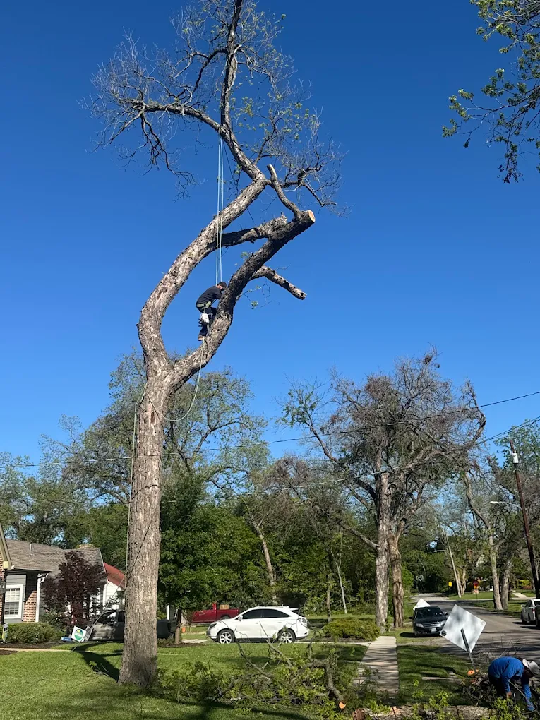 Jose'S Tree Service Co
