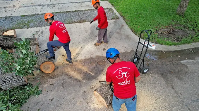 Texas Tree Transformations
