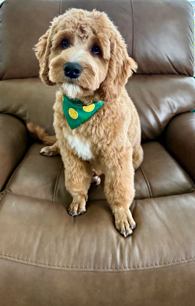 Pet Love Mobile Grooming