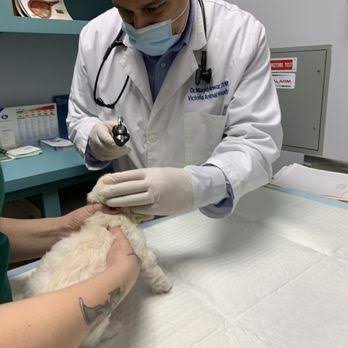 Victoria Animal Hospital